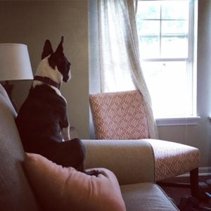 Boston Terrier guard dog. Boston Terrier watching.