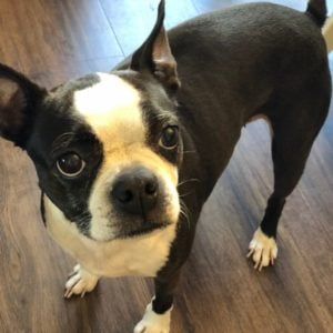 A boston terrier looking into your soul