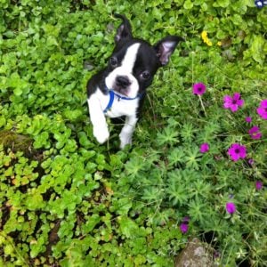 Texas Boston Terrier Rescue