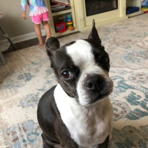 Boston Terrier making a funny face.