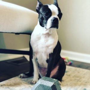 Boston Terrier working out with some weights.