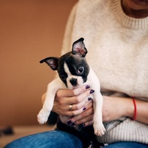 adopting a Boston Terrier