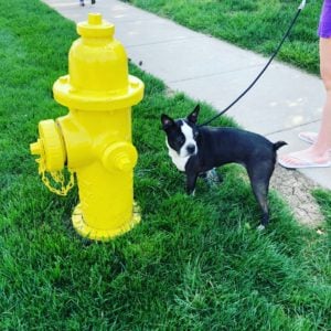 puppy potty training regression after neutering