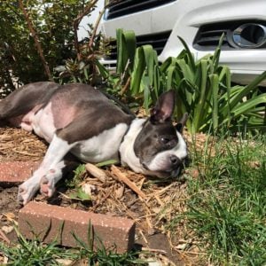 A Boston terrier laying down in the grass.