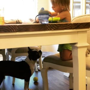 Boston Terrier waiting for food to fall off the table.