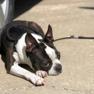 Boston terrier relaxing in the sun.