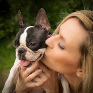 Boston Terrier getting adopted