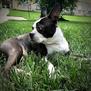 Boston Terrier laying in the grass.