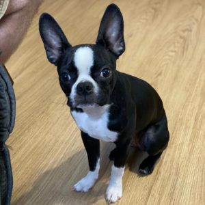 cute boston terrier puppy