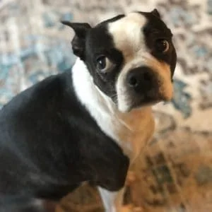 Are Boston Terriers Sensitive