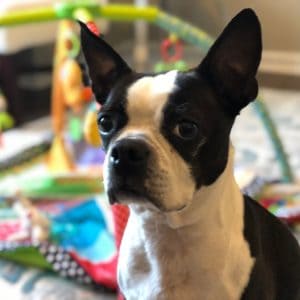 Are Boston Terriers Easy to train