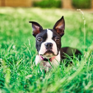 Boston Terrier Rescues In Michigan - Cost & Adoption Process