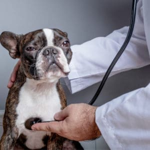 Boston Terriers with diabetes