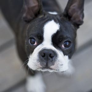 Boston Terrier eating almonds