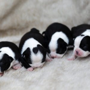 Boston Terrier Puppies