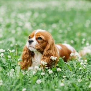 Cavalier King Charles Spaniel