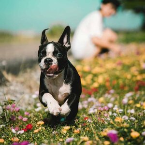 Boston Terrier Rescues In Louisiana - Cost & Adoption Process