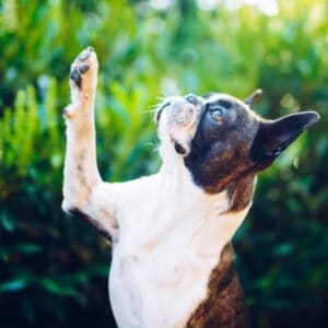 Boston Terrier Waving