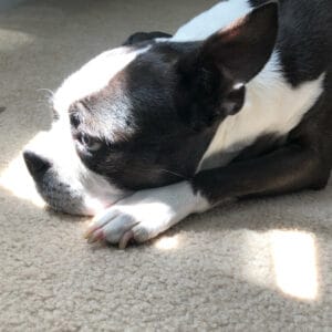 Boston Terrier Rescue