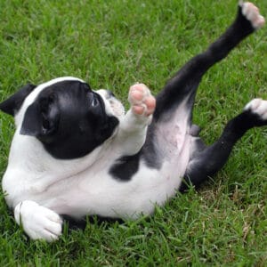 5 Best Dog Foods For Boston Terrier Puppies (2021)