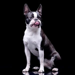 Boston Terrier