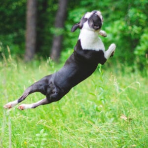 How to train your Boston Terrier to roll over