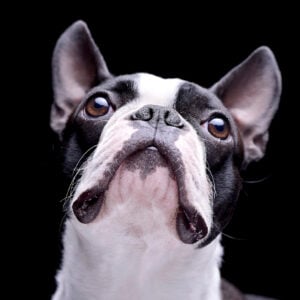 Boston Terrier Snorting