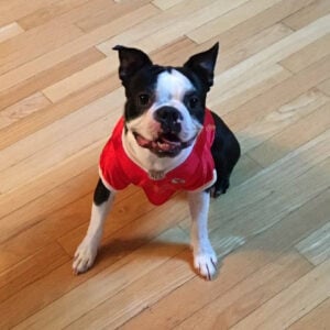 Nate the Boston Terrier