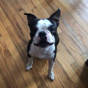 Nate the Boston Terrier