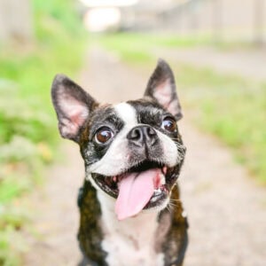 The Boston Terrier