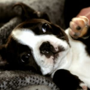 Cute Boston terrier puppy looking up