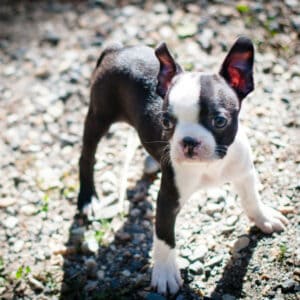 Posing Boston terrier puppy