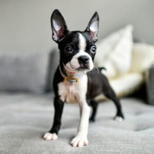 Boy Boston terrier puppy posing like a champion