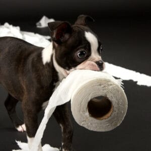 Boston Terrier with toilet paper roll