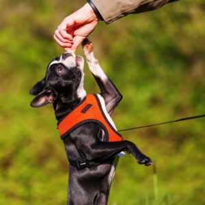 Training your boston terrier puppy. Source: canva.com pro.