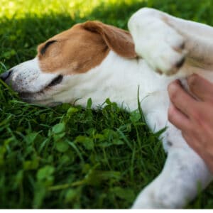 Why Do Dogs Like Belly Rubs So Much?