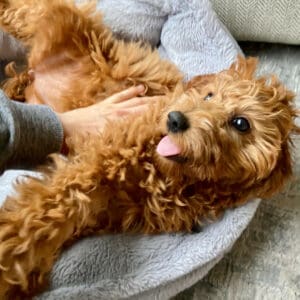 Why Do Dogs Like Belly Rubs So Much?