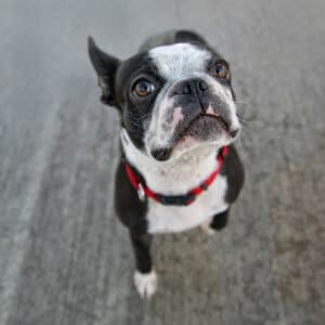 Boston Terrier