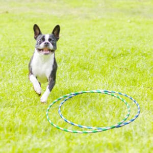 boston terrier hula hoop