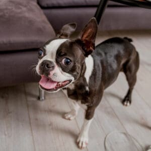 Boston Terrier