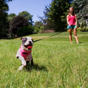 Boston Terrier on leash