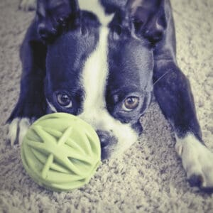 Boston Terrier with a ball