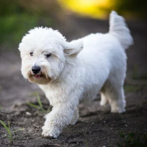 Coton de Tulear