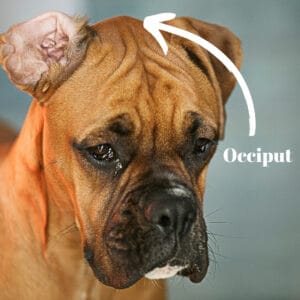 Occiput on a Boxer