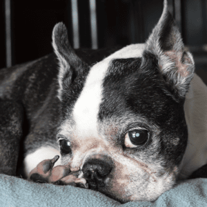 Boston Terrier laying down