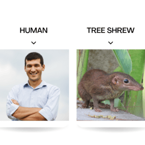 Humans and Tree Shrews the only two meals that enjoy spicy foods