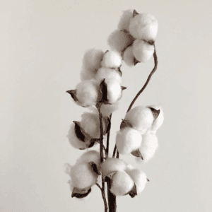 cotone biologico gots - gots organic cotton