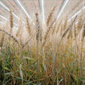 Infarm announced last year to have successfully produced wheat in an indoor farm, using no soil, no chemical pesticides and much less water than open field farming. - Photo: Infarm