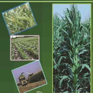 زراعت گیاهان علوفه ای انواع گیاهان علوفه ای گیاهان علوفه ای جدید زراعت گیاهان علوفه ای بهترین گیاهان علوفه ای گیاهان علوفه ای لگومینوز گیاهان علوفه ای دیم گیاه علوفه ای در جدول گیاهان علوفه ای مناطق گرم و خشک دانلود کتاب زراعت گیاهان علوفه‌ای اثر عطاءاله سیادات کتاب زراعت گیاهان علوفه‌ای نسخه PDF. نویسنده : عطاءاله سیادات ، محمدرضا مرادی‌تلاوت. فیدی‌پلاس دانلود کتاب گیاهان علوفه‌ ای اثر محمدجعفر بحرانی - فیدیبو خرید و دانلود کتاب گیاهان علوفه‌ ای اثر محمدجعفر بحرانی پرورش و تولید گیاهان علوفه ای - پایگاه کتاب های درسی خرید اینترنتی کتاب و دانلود زراعت گیاهان صنعتی و علوفه‌ای اثر عیسی پیری از انتشارات دانشگاه پیام نور دانلود PDF گیاهان علوفه ای از کاشت تا برداشت دانلود pdf گیاهان علوفه ای از کاشت تا برداشت – طرح توجیهی زراعت گیاهان علوفه ای – کتاب طرح توجیهی کشت یونجه و گیاهان علوفه ای – دانلود pdf طرح توجیهی زراعت ...فایل های کتاب زراعت گیاهان علوفه ای - دانلود رایگان نمونه سوال دانلود نمونه سوالات زراعت گیاهان علوفه ای زراعت با پاسخ از دروس تخصصی در مقطع کارشناسی – جزوه و پروژه زراعت گیاهان علوفه ای + آزمون آنلاین ...کتاب گیاهان علوفه ای (کاشت تا برداشت)کتاب پرورش و تولید گیاهان علوفه ای دوازدهمکتاب‌ زراعت گیاهان علوفه‌ای اثر محمدرضا مرادی تلاوت, سید عطاکتاب‌ زراعت گیاهان علوفه‌ای اثر محمدرضا مرادی تلاوت, سید عطا, مرکز نشر دانشگاهی,خرید چاپی, کرایه الکترونیکی,کرایهایبوک,pdf,دانلود pdf.