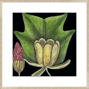Graphic Botanical Mini XII - 10cm Mount Board Sm. Box Champagne 